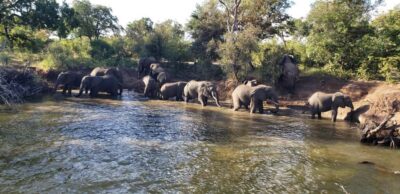 LIVINGSTONE ZAMBIA:SAFARI GAME DRIVE & RHINO WALK