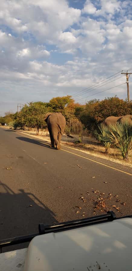 LIVINGSTONE ZAMBIA:SAFARI GAME DRIVE & RHINO WALK - Pickup from Livingstone and the Victoria Falls border