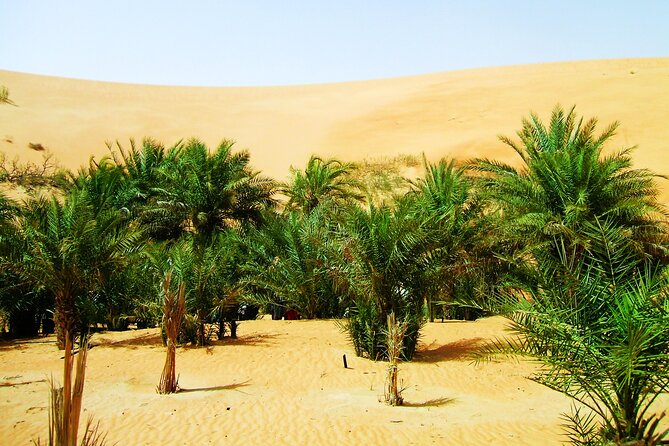 Liwa Over Night Safari - What the guides add to the experience