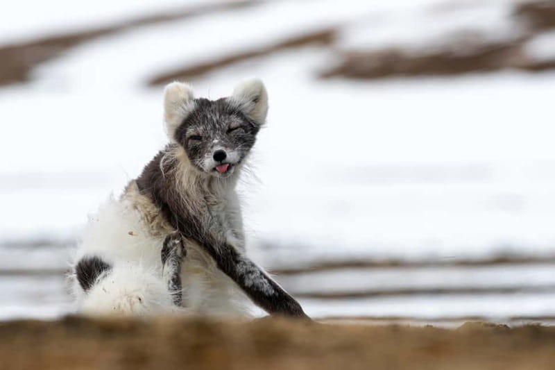 Longyearbyen: Wildlife Safari & Hiking Photography Tour - Key points at a glance