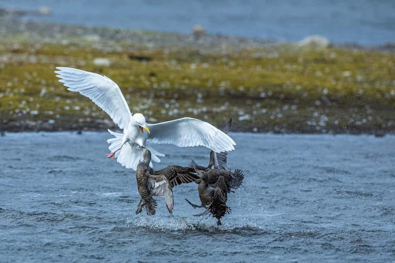 Longyearbyen: Wildlife Safari & Hiking Photography Tour - A wildlife tour built around patience