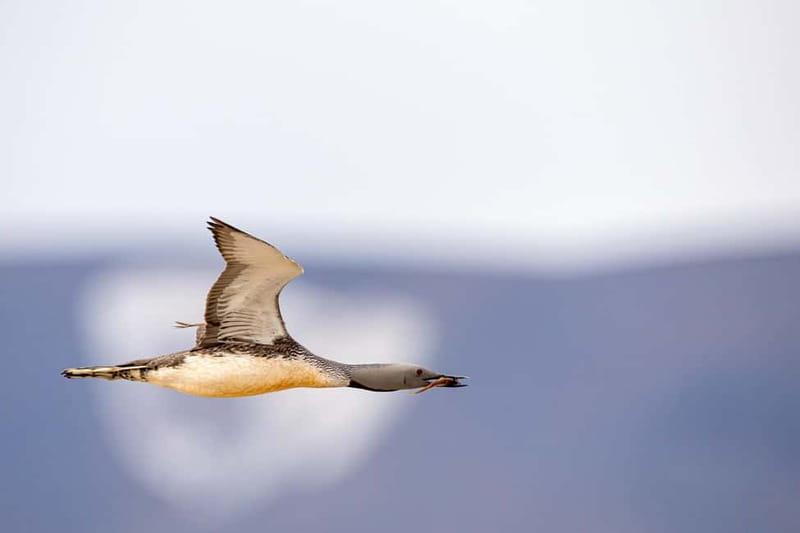 Longyearbyen: Wildlife Safari & Hiking Photography Tour - The drive out from Longyearbyen