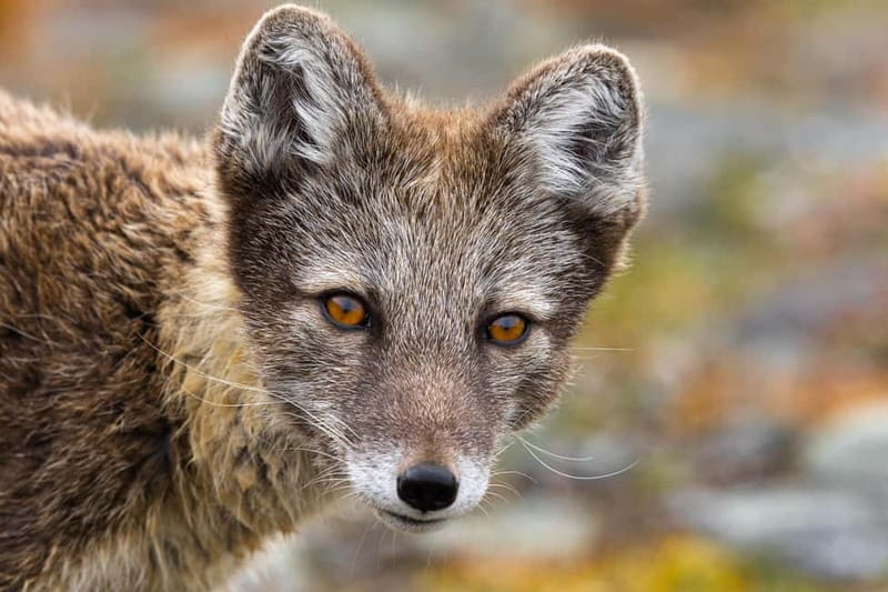 Longyearbyen: Wildlife Safari & Hiking Photography Tour - The hike: flat, easy, and still demanding