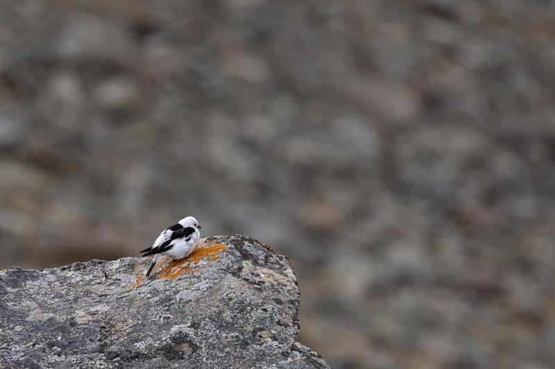 Longyearbyen: Wildlife Safari & Hiking Photography Tour - Photographing reindeer, foxes, and ptarmigan