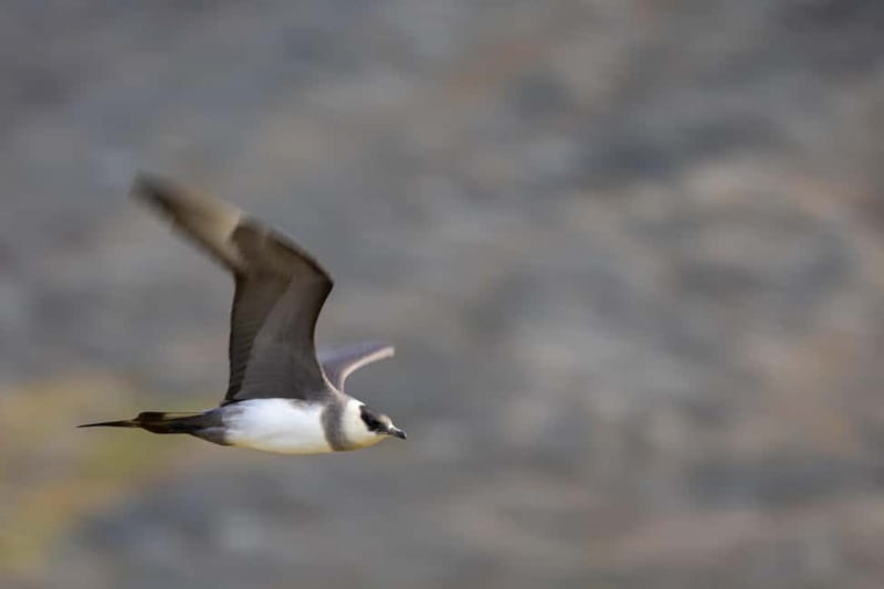 Longyearbyen: Wildlife Safari & Hiking Photography Tour - Birdlife changes sharply by season