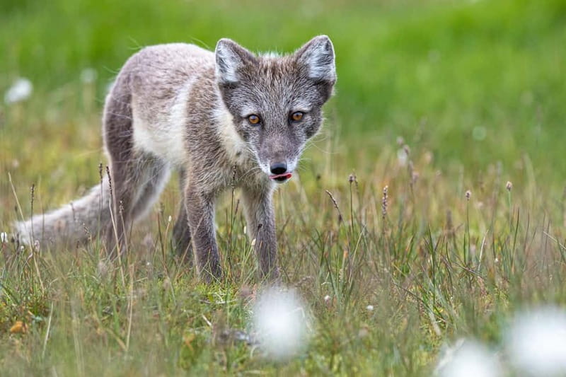 Longyearbyen: Wildlife Safari & Hiking Photography Tour - Warm drinks and snacks are small but important