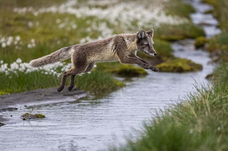 Longyearbyen: Wildlife Safari & Hiking Photography Tour - Booking details worth knowing