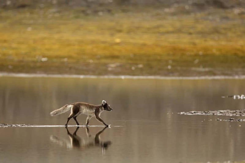 Longyearbyen: Wildlife Safari & Hiking Photography Tour - Hotel pickup keeps the morning simple