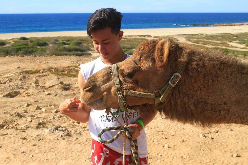 Los Cabos: Camel Ride Safari with Lunch and Tequila Tasting - Camels, surf, and Baja desert in one short outing