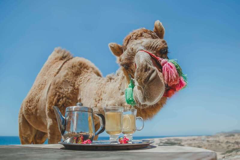 Los Cabos: Camel Ride Safari with Lunch and Tequila Tasting - Meeting the camels before you climb aboard
