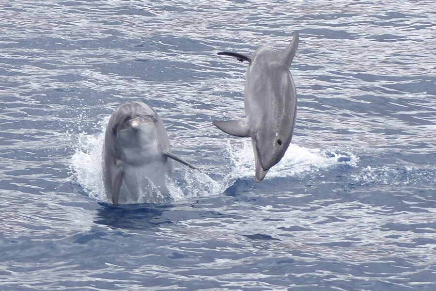 Los Cristianos Respectful No-Chase Whale and Dolphin Safari - Quick reasons to choose the Bahriyeli safari