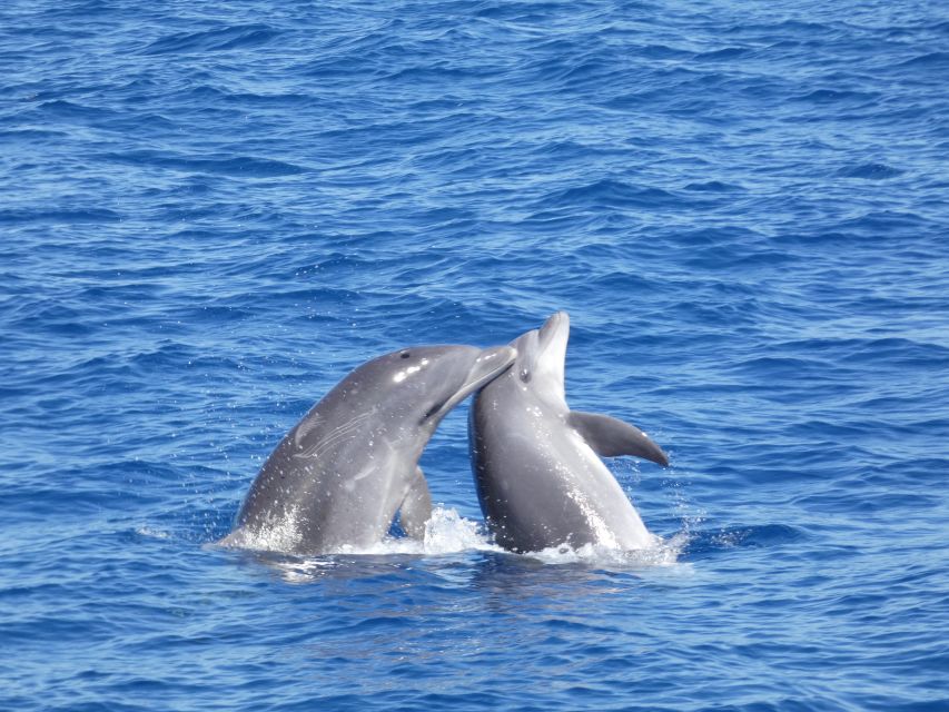 Los Cristianos Respectful No-Chase Whale and Dolphin Safari - Useful tips before you book