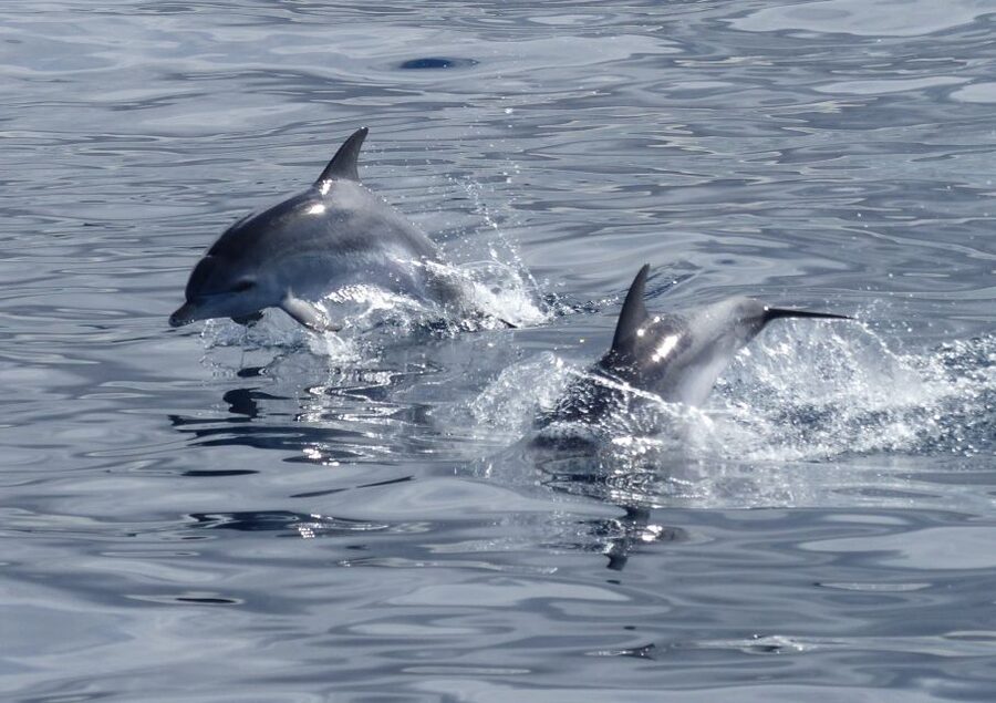 Los Cristianos Respectful No-Chase Whale and Dolphin Safari - Leaving Puerto Los Cristianos without the usual chase