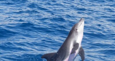 Los Cristianos Respectful No-Chase Whale and Dolphin Safari