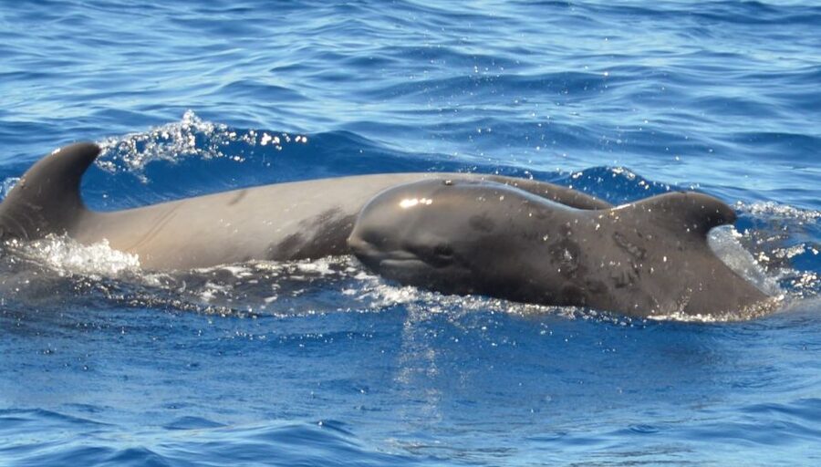 Los Cristianos Respectful No-Chase Whale and Dolphin Safari - Two hours on the water, broken down