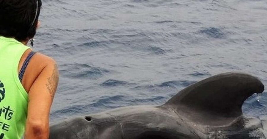 Los Cristianos Respectful No-Chase Whale and Dolphin Safari - What the boat is like when the sea gets lively