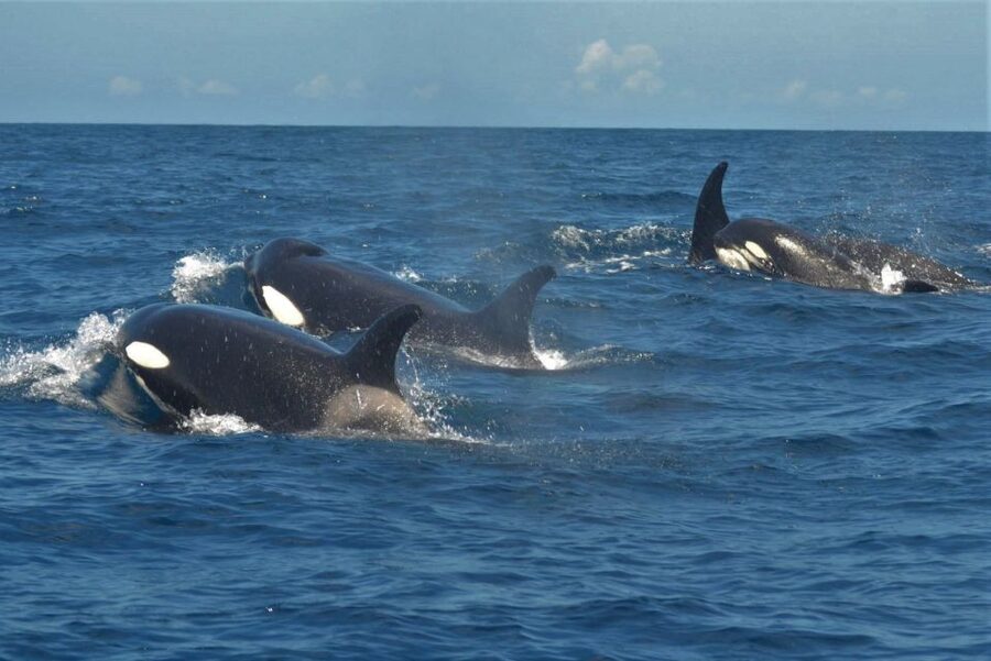 Los Cristianos Respectful No-Chase Whale and Dolphin Safari - Guides, languages, and the value of the commentary