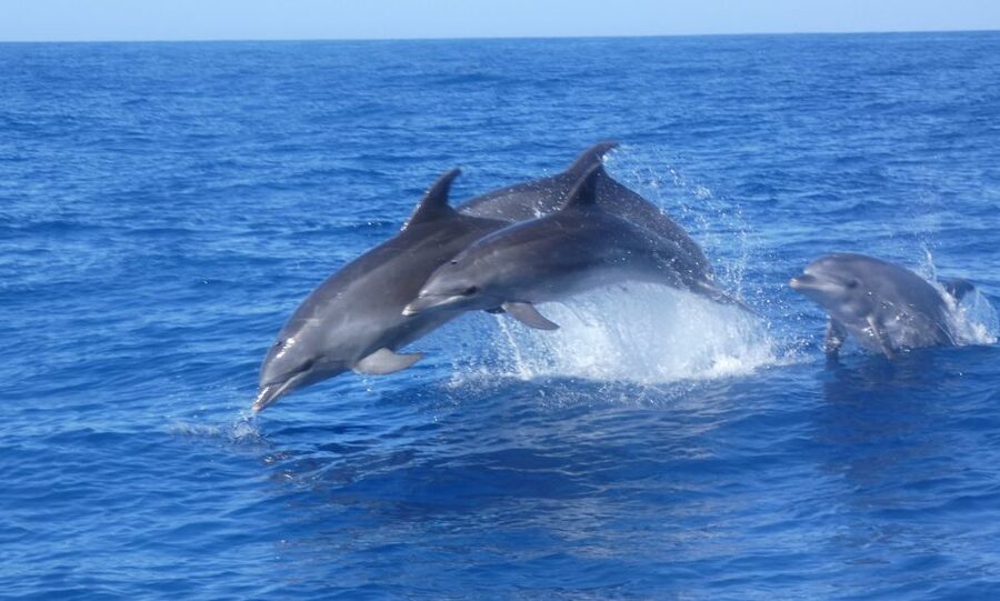 Los Cristianos Respectful No-Chase Whale and Dolphin Safari - What your ticket supports