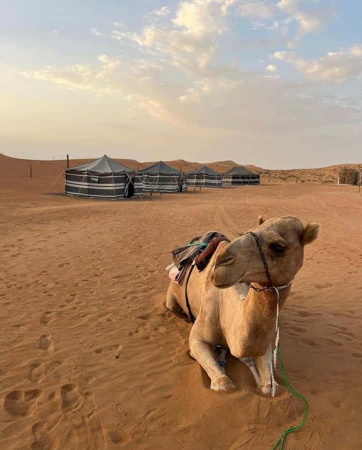 Luxury Overnight Desert Safari in Salalah - Key points at a glance
