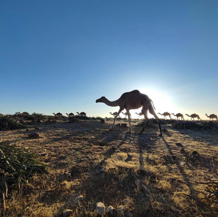 Luxury Overnight Desert Safari in Salalah - Sunrise gives the overnight stay its value