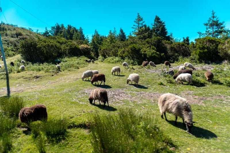 Madeira: Santana Jeep Safari and Referta Levada Walk - Ribeiro Frio, Faial and the mountain tracks