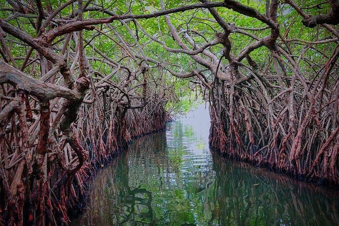 Madu River Boat Safari Balapitiya - The island temple stop