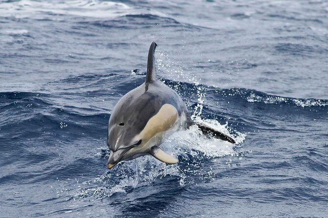 Magic Dolphin Sea Safaris - Why the Funchal speedboat format works