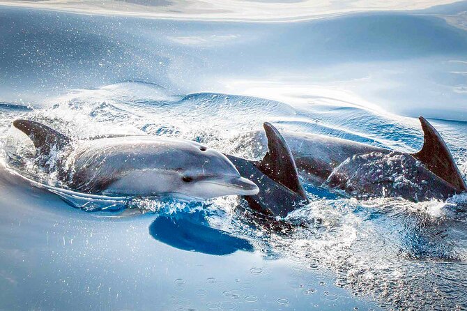 Magic Dolphin Sea Safaris - Respecting the animals is part of the experience