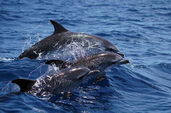 Magic Dolphin Sea Safaris - Comfort, motion, and what to wear
