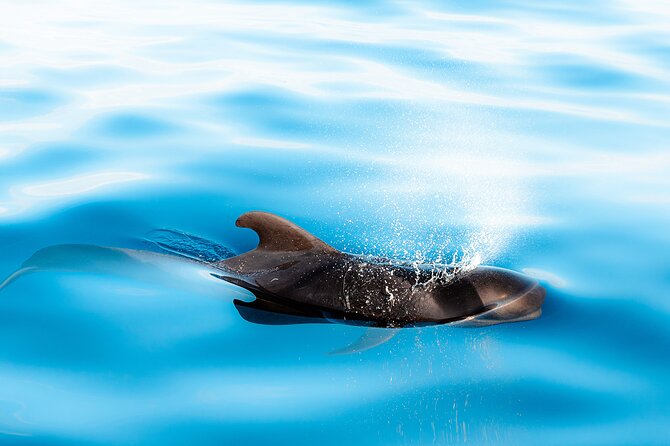 Magic Dolphin Sea Safaris - Is the $60.49 price good value?
