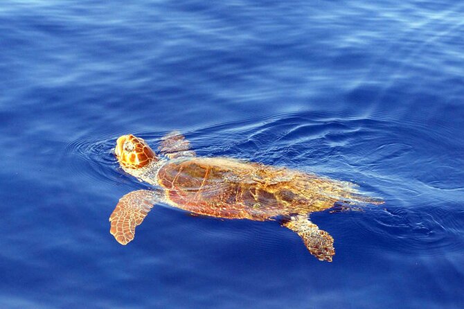 Magic Dolphin Sea Safaris - Timing, meeting point, and booking details