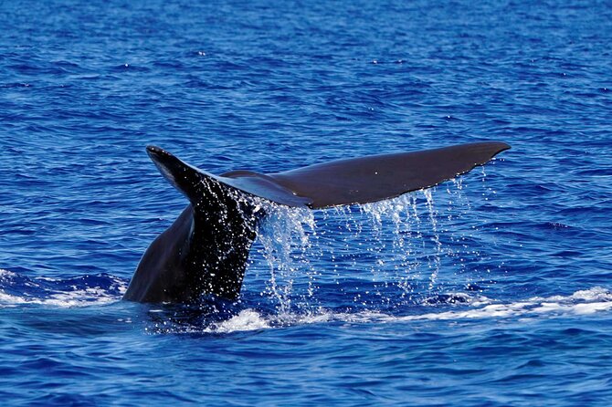 Magic Dolphin Sea Safaris - Who should book Magic Dolphin?