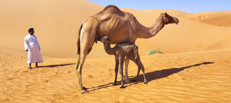 Magical Desert Safari By Land Cruise in Empty Quarter - Why the Empty Quarter makes this a full-day outing