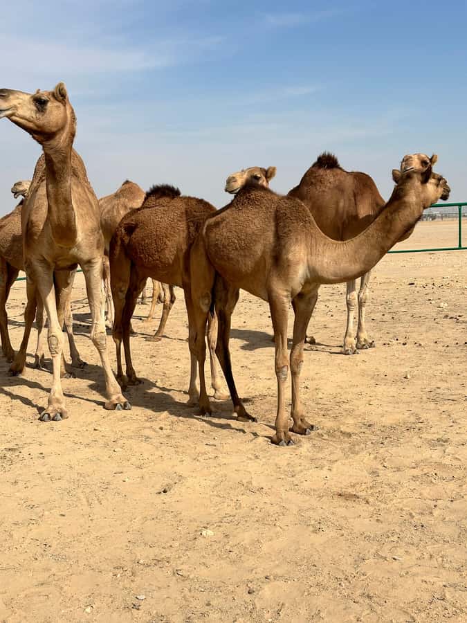 Magical Desert Safari By Land Cruise in Empty Quarter - Black camels and a taste of desert life