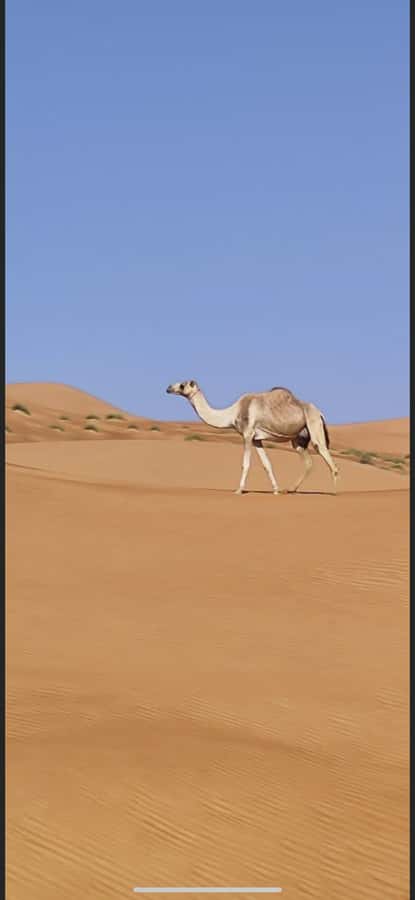 Magical Desert Safari By Land Cruise in Empty Quarter - Dune bashing with an Omani driver