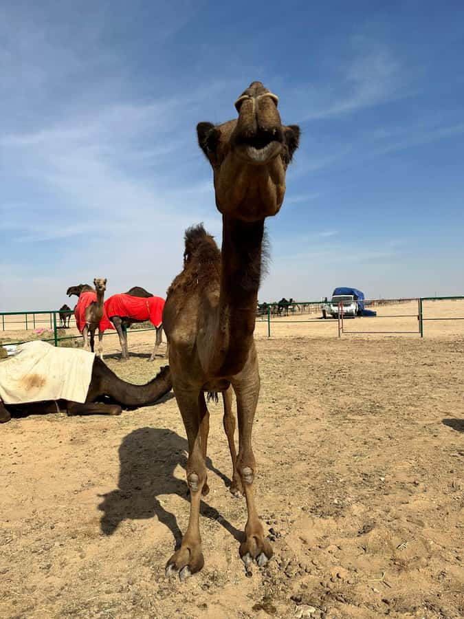 Magical Desert Safari By Land Cruise in Empty Quarter - The guides are a major part of the value