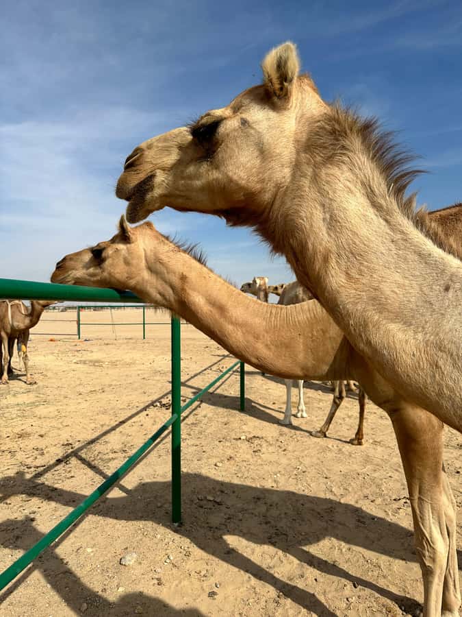 Magical Desert Safari By Land Cruise in Empty Quarter - Comfort, timing, and what to pack