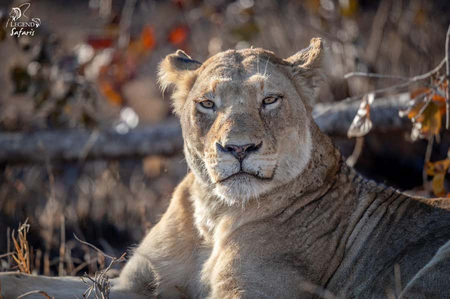 Malelane & Komatipoort: Kruger National Park Half-Day Safari - How much value do you get for $80?