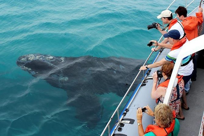 Marine Big 5 Full Day Guided Return Transfer Cape Town - Gansbaai - The long road from Cape Town to Walker Bay