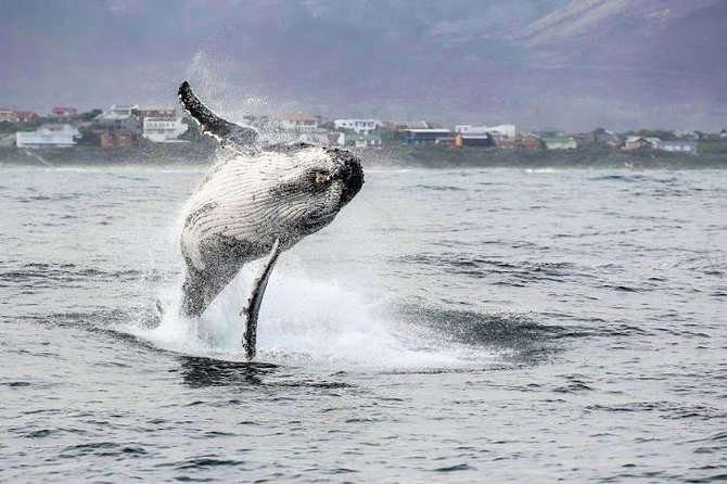 Marine Big 5 Full Day Guided Return Transfer Cape Town - Gansbaai - The return along False Bay