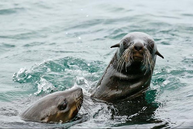 Marine Big 5 Full Day Guided Return Transfer Cape Town - Gansbaai - What happens if the weather turns bad