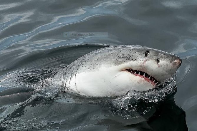 Marine Big 5 Full Day Guided Return Transfer Cape Town - Gansbaai - The guides are part of the value