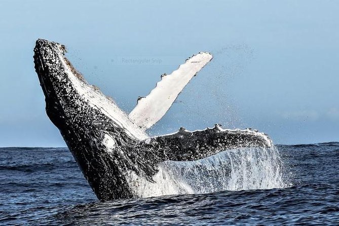 Marine Big 5 Full Day Guided Return Transfer Cape Town - Gansbaai - Is the price fair?