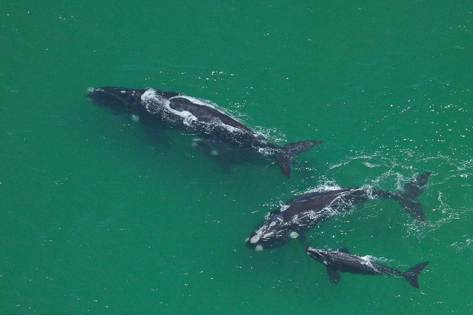 Marine Big 5 Safari full day trip from Cape Town - Seal Island, Geyser Rock, and Dyer Island