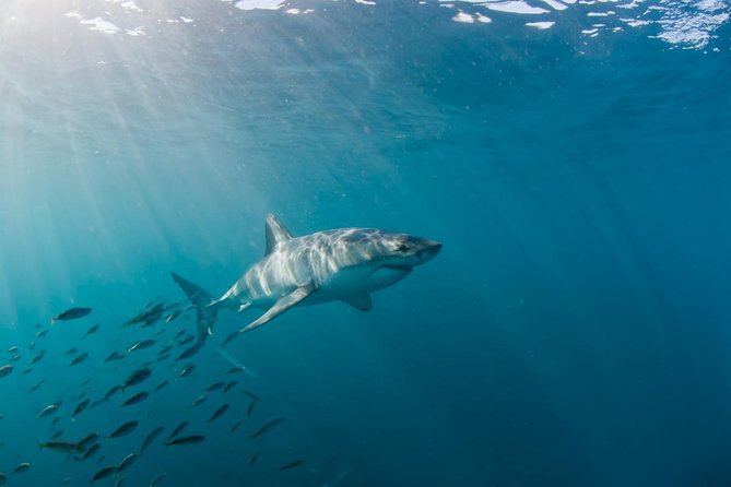 Marine Big 5 Safari full day trip from Cape Town - What the guides add to the experience