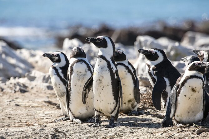 Marine Big 5 Safari with transport from Cape Town - The African Penguin and Seabird Sanctuary