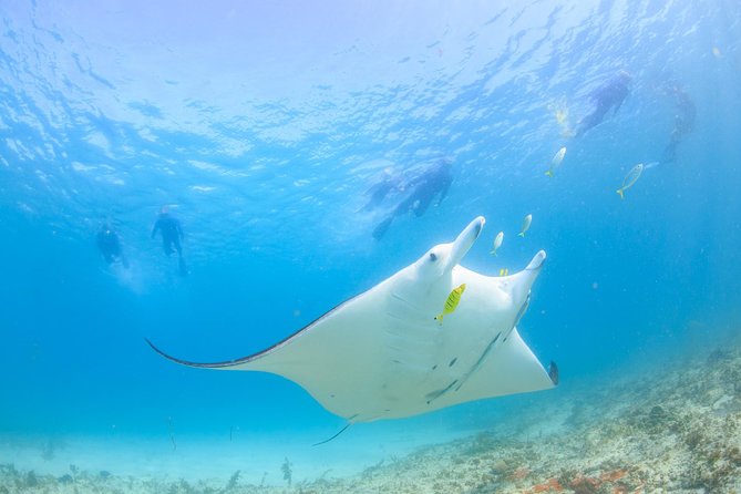 Marine Eco Safari - Swim with Manta Rays - Morning tea and a practical break