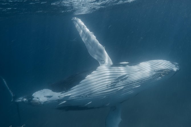 Marine Eco Safari - Swim with Manta Rays - The turtle sanctuary and a calmer wildlife encounter
