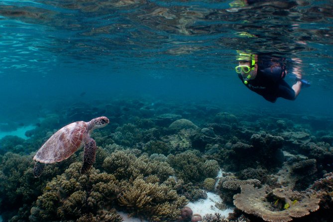 Marine Eco Safari - Swim with Manta Rays - The return snorkel keeps the day from ending early