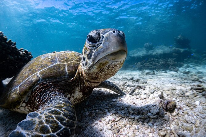 Marine Eco Safari - Swim with Manta Rays - First stop: coral gardens in Bills Bay